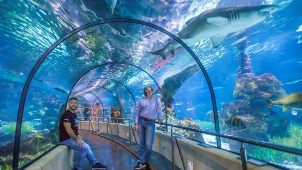 Thủy Cung Trong Dubai Mall Có Hợp Gia Đình? Giá Vé Và Trải Nghiệm