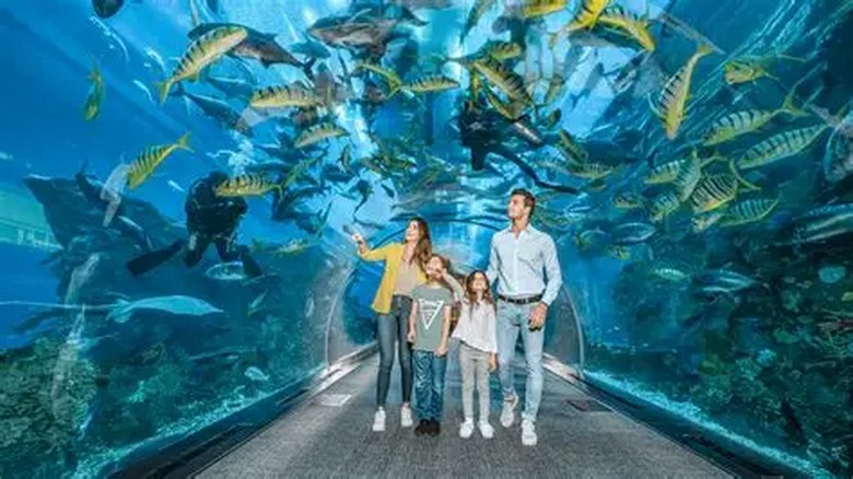 Thủy cung Dubai Aquarium bên trong trung tâm thương mại Dubai Mall