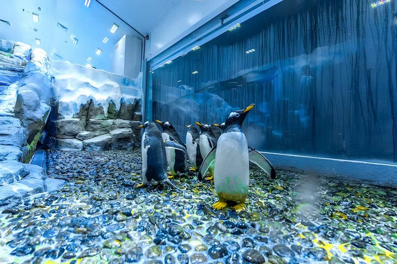  Chim cánh cụt ở khu Penguin Cove trong Underwater Zoo