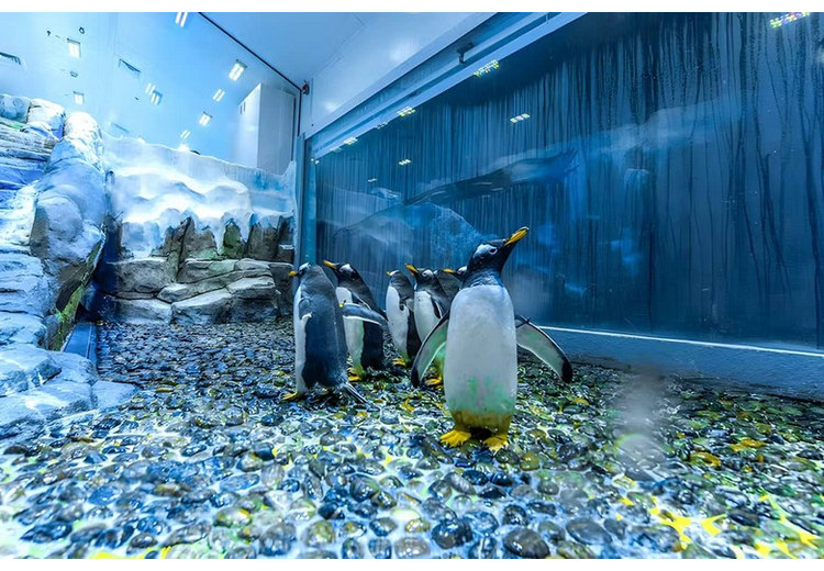  Chim cánh cụt ở khu Penguin Cove trong Underwater Zoo