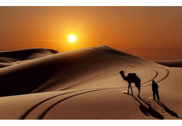 Cưỡi lạc đà in bóng trên nền trời hoàng hôn sa mạc Dubai