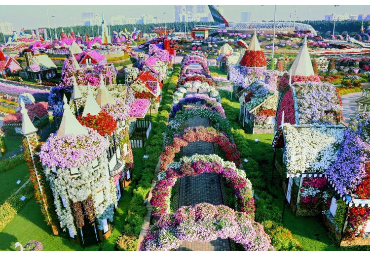 Toàn cảnh vườn hoa Miracle Garden Dubai với hàng nghìn bông hoa rực rỡ
